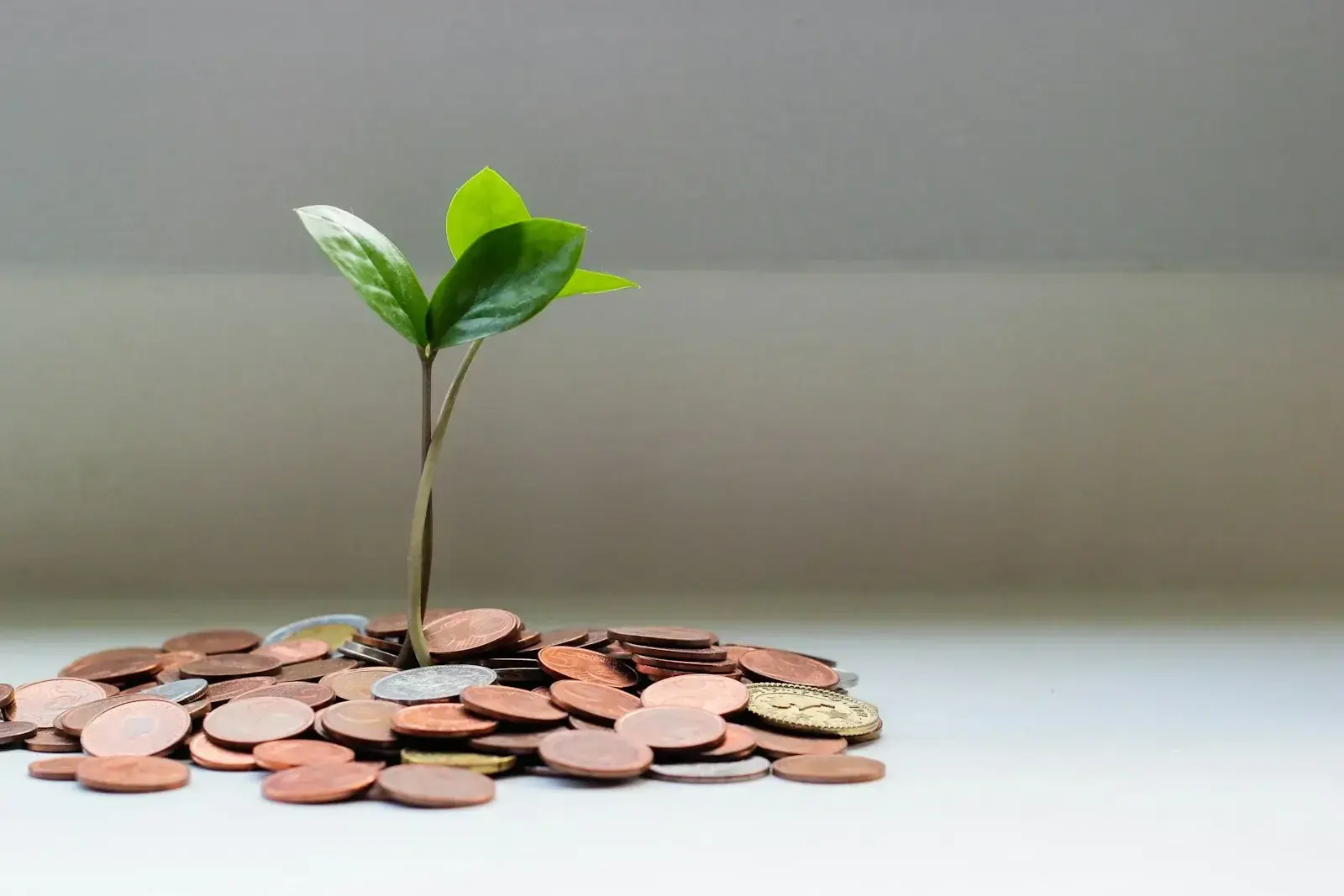 A small green plant growing from a pile of coins, symbolising financial growth and effective cost management